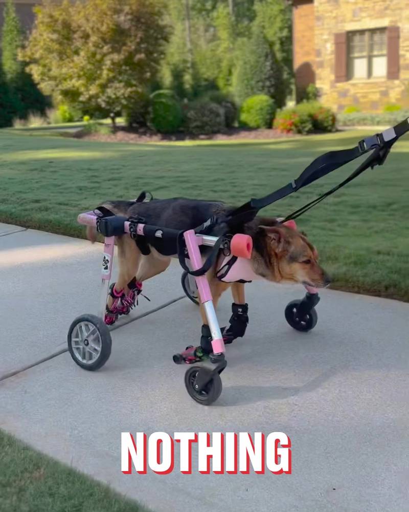 Quadriplegic dog can enjoy walks again