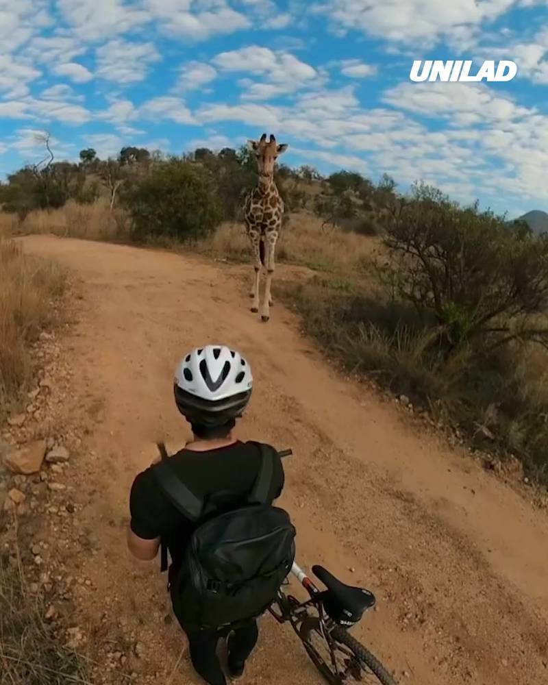 Guy has a super-close encounter with a giraffe