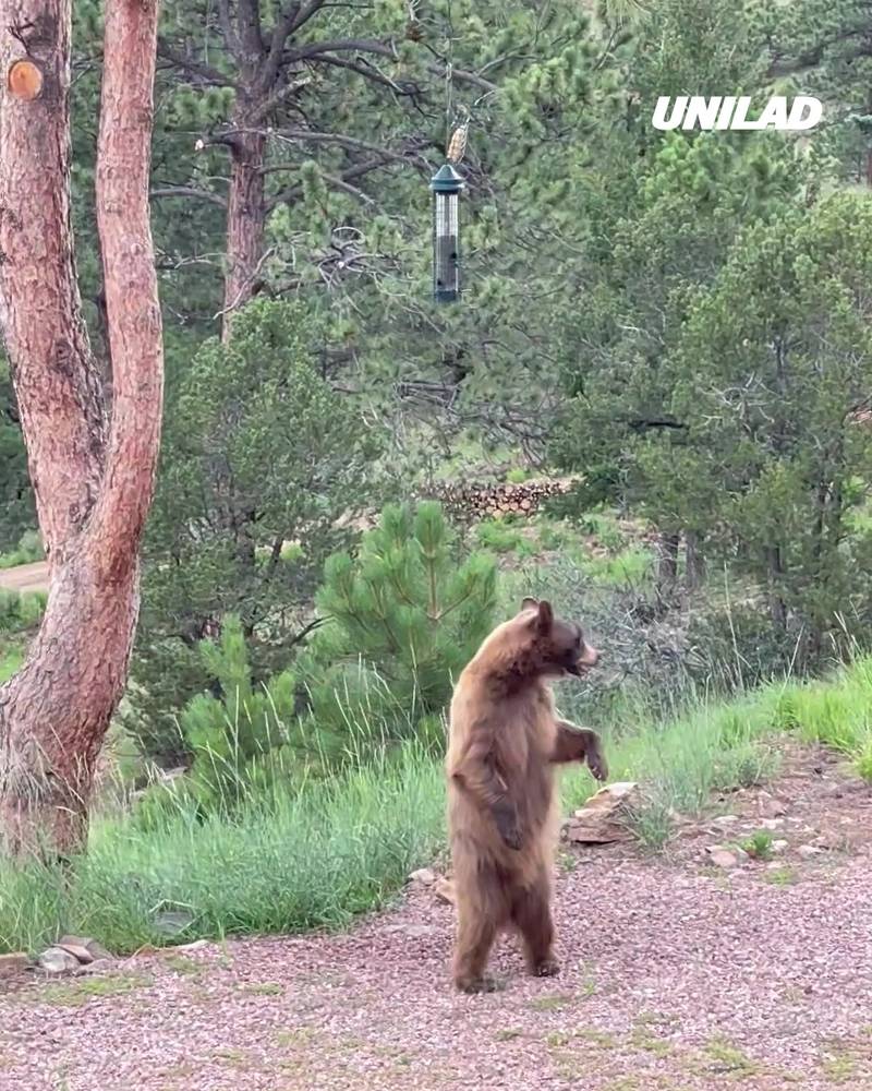 Determined Bear