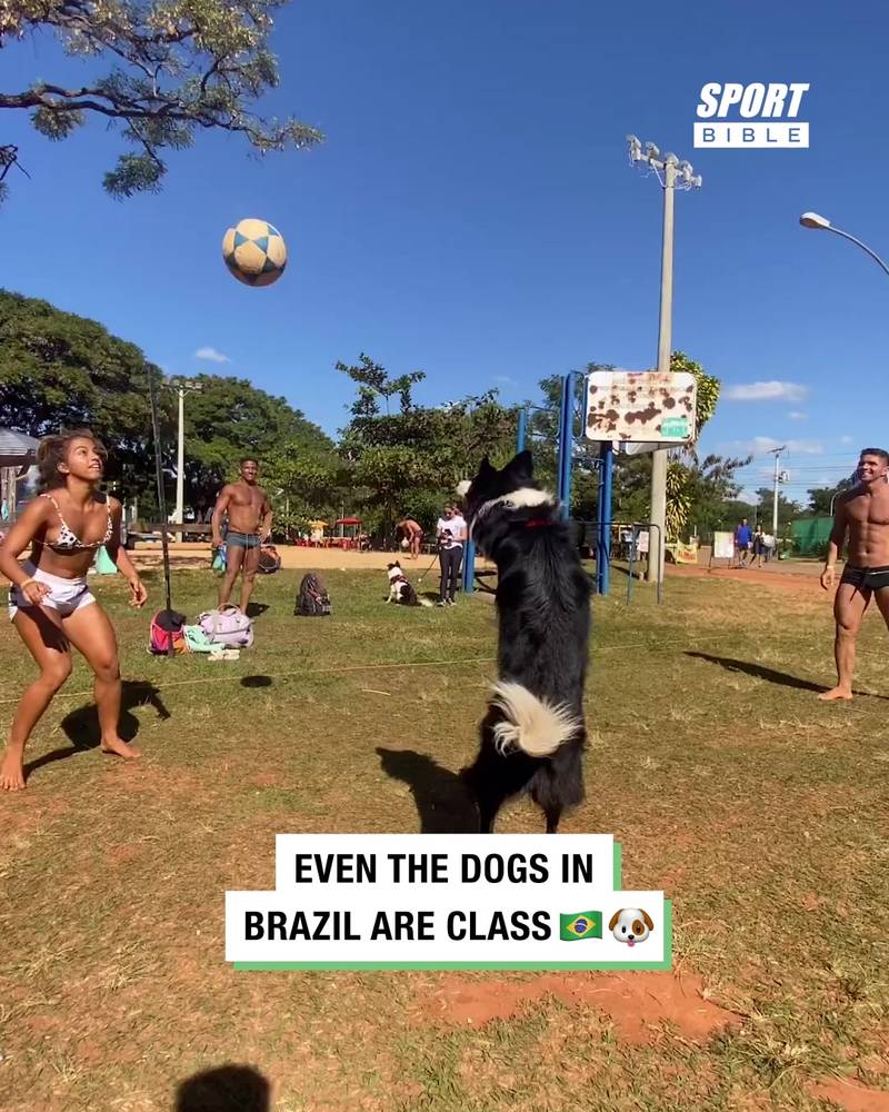 Even The Dogs In Brazil Are Class