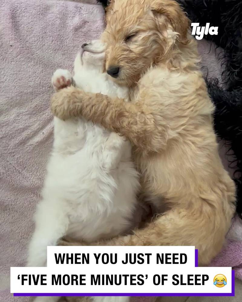 Dog and kitten cuddle