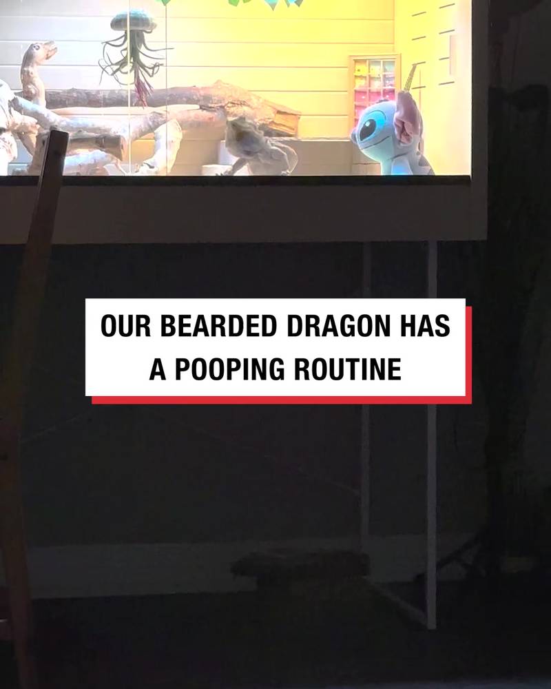 'My bearded dragon has a whole pre-poop routine'
