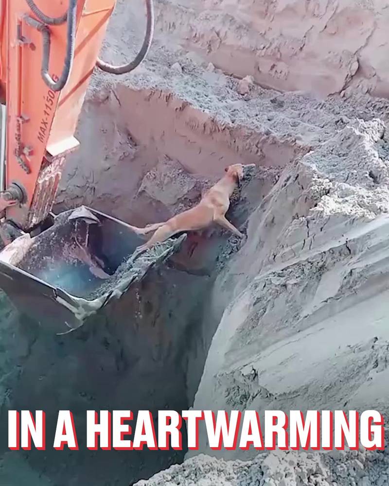 Construction workers save dog from a pit