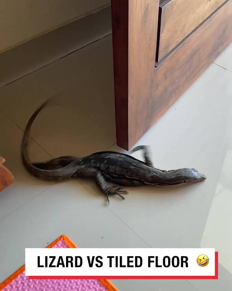 When lizard gets introduced to smooth floor