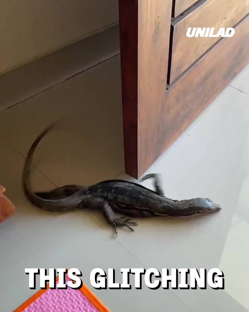Glitching Lizard