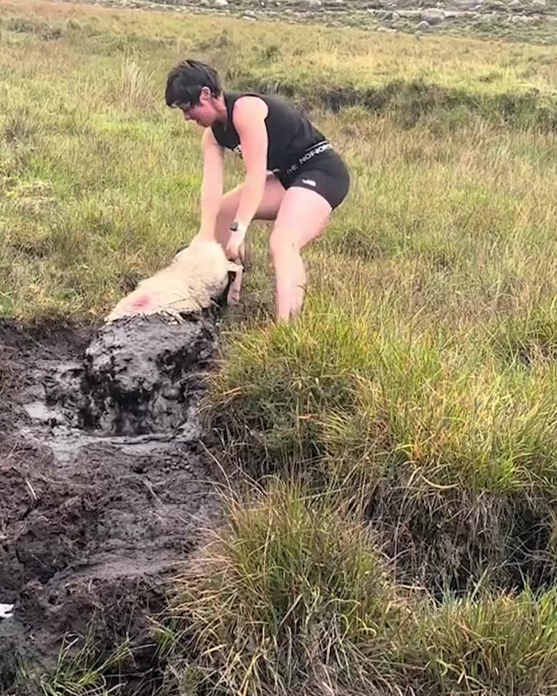 Rescuing a sheep from a bog