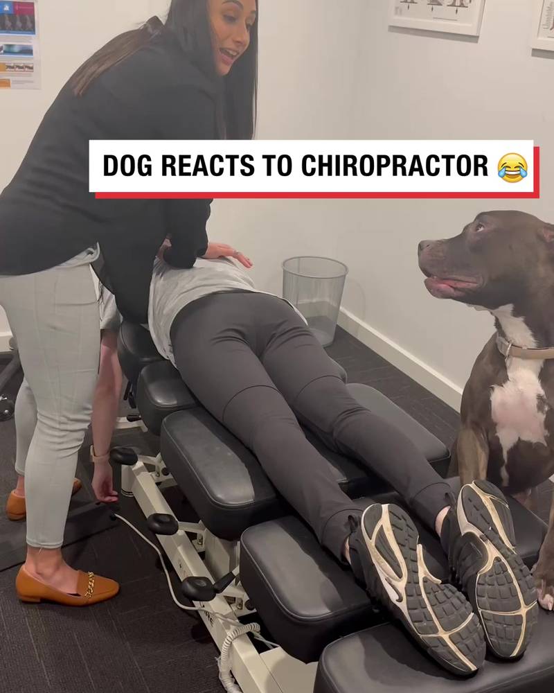 Dog doesn't understand what chiropractor is doing