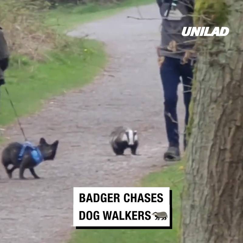 Badger chases dog and walkers
