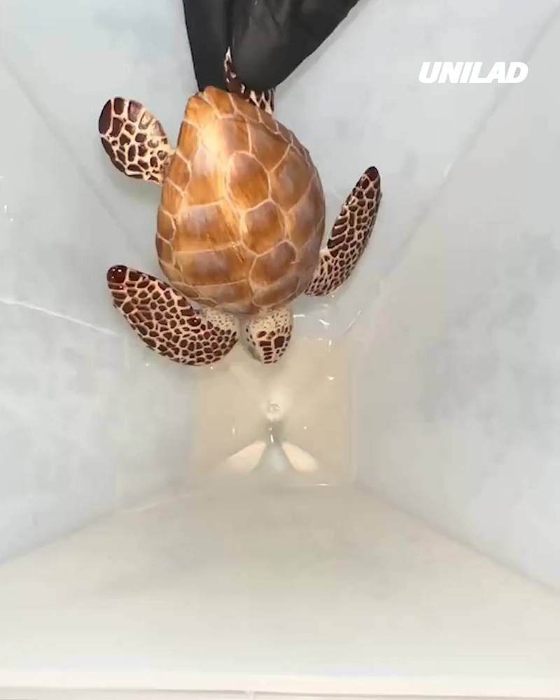 Stunning turtle resin pyramid 🤩