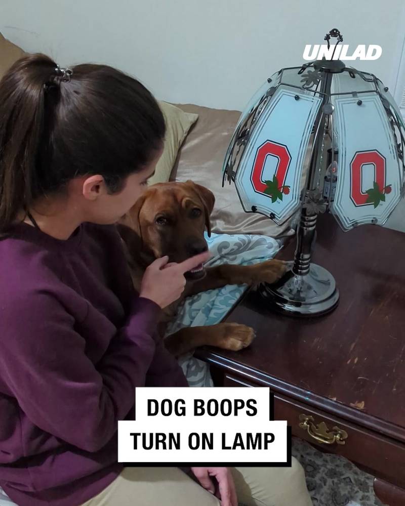 Dog Boops Turns On Light