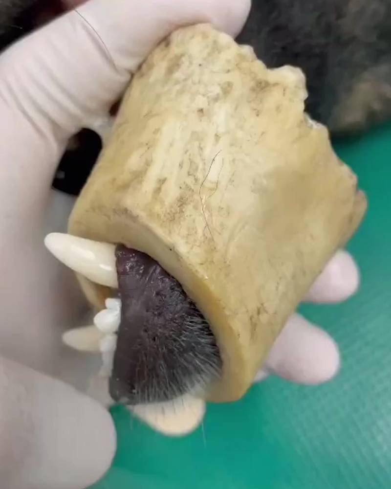 Removing bone stuck on dog jaw