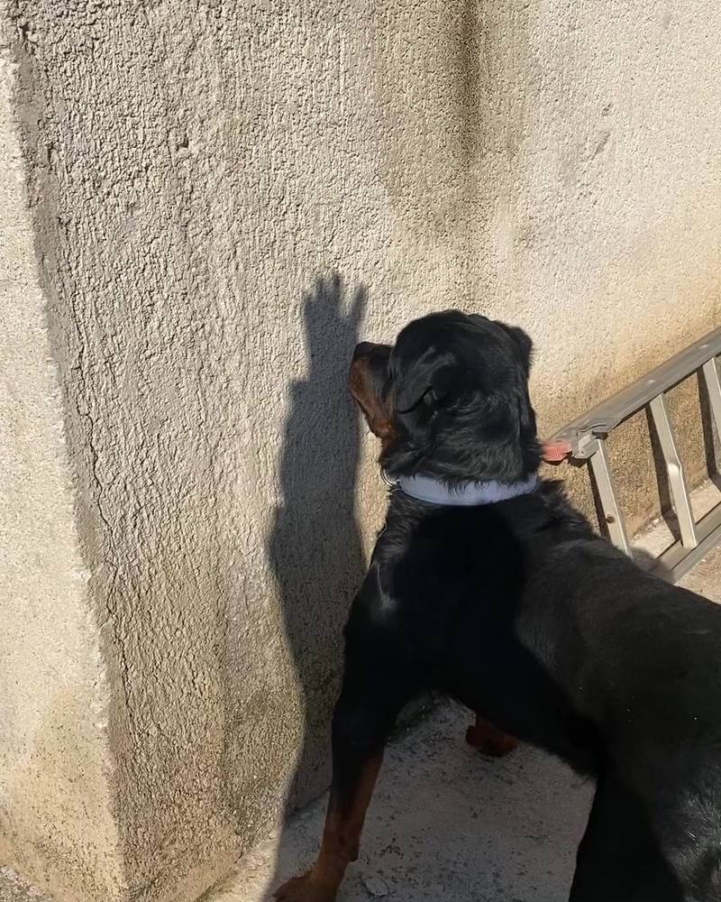 Rottweiller thinks shadow is real