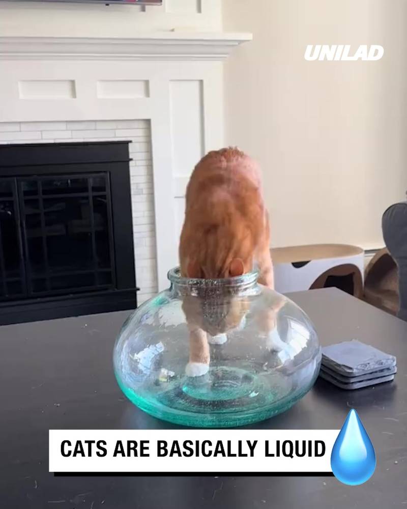 Cats Are Basically Liquid