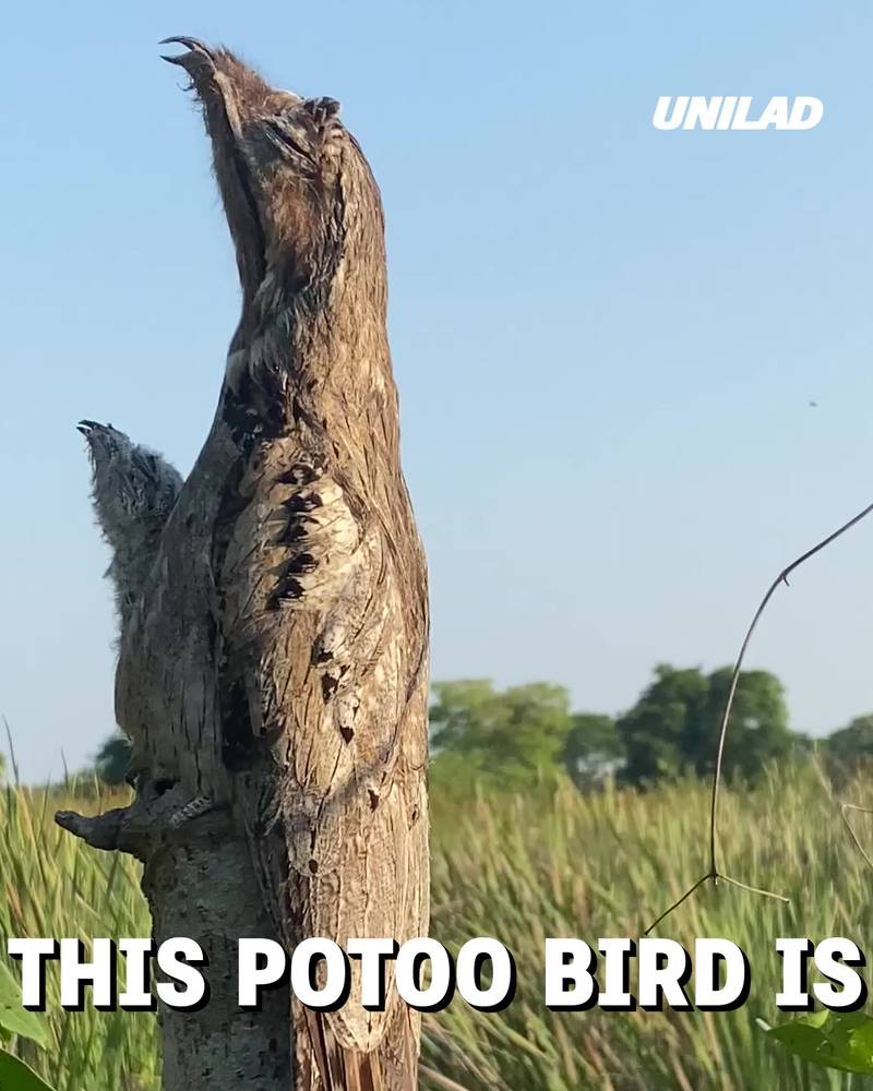 Potoo Bird Demonstrates Camoflauge