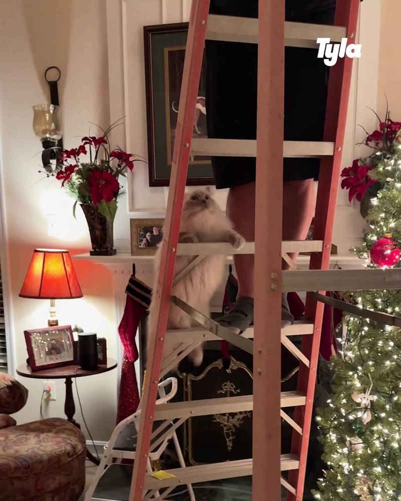 Cat joins dad up the ladder