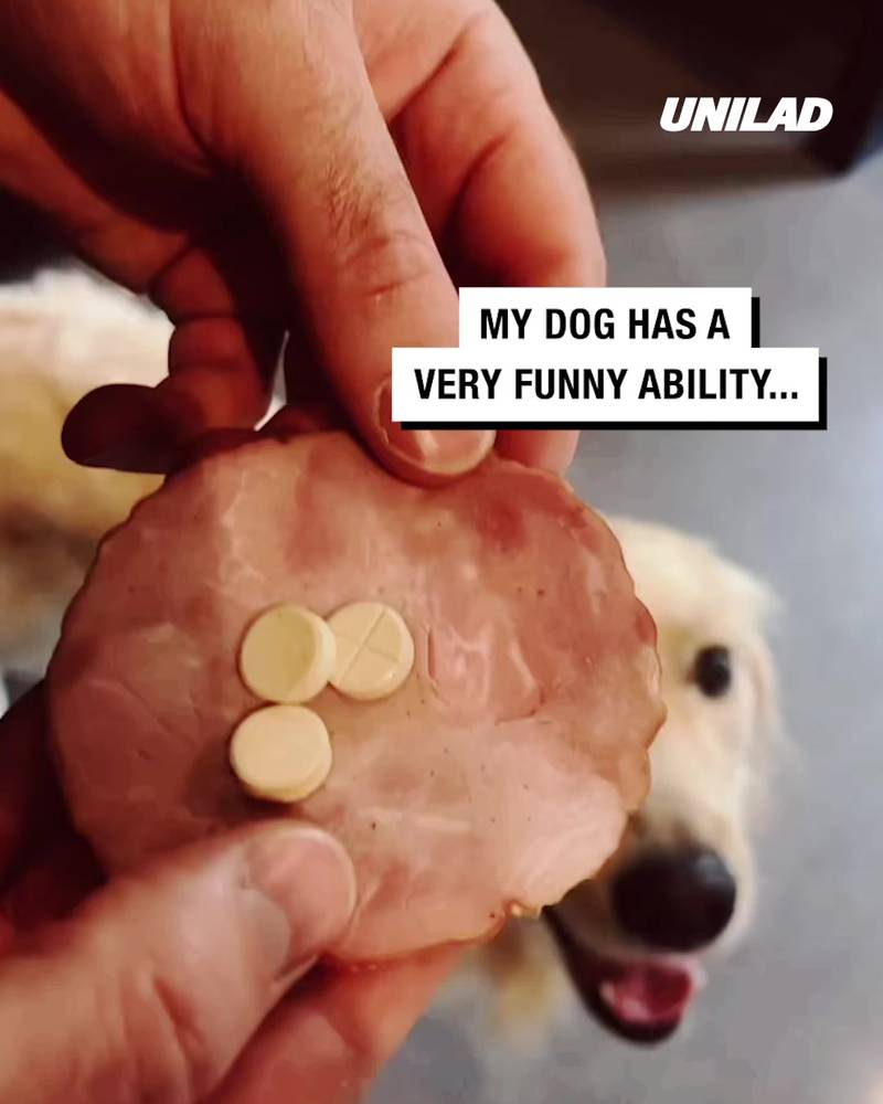 Dog's special skill is eating everything but his meds