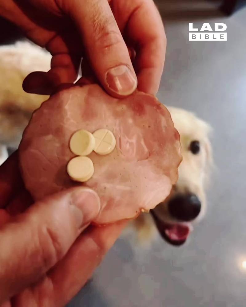 'My dog's special skill is spitting out his meds but eating what they were wrapped in...'