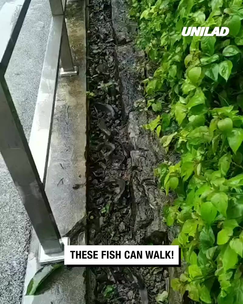 Walking fish