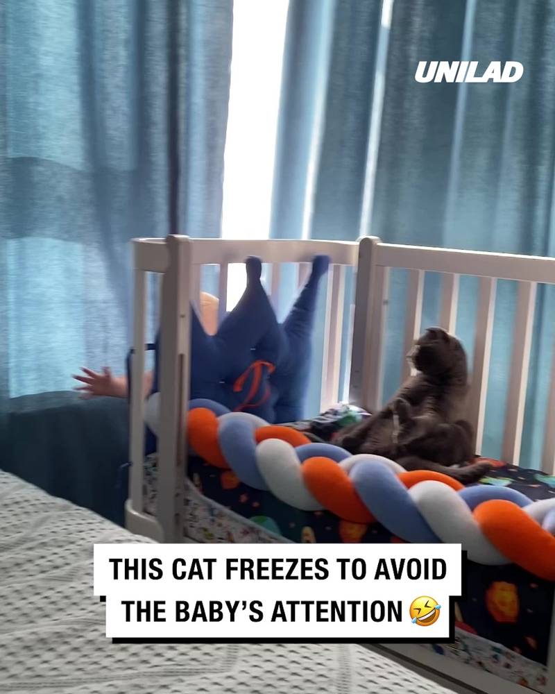 Cat freezes to avoid baby's attention