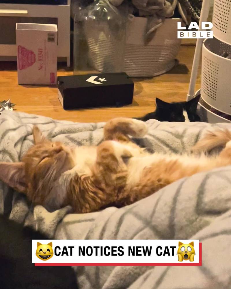 Cat notices new cat