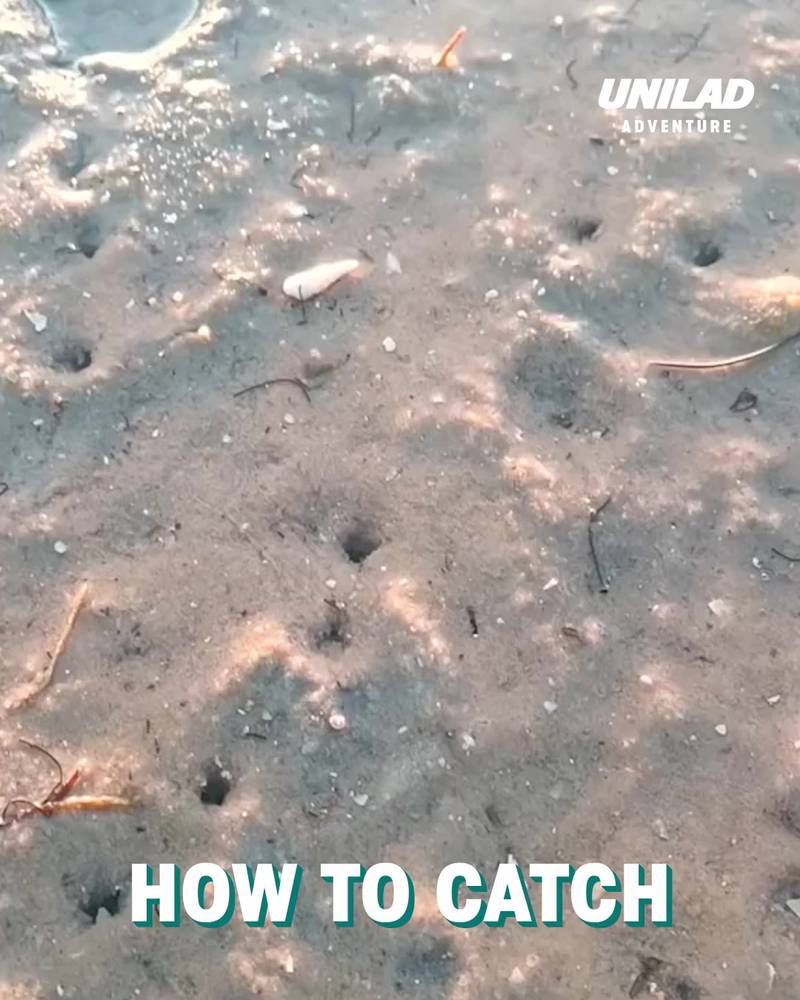 How to catch Razorfish