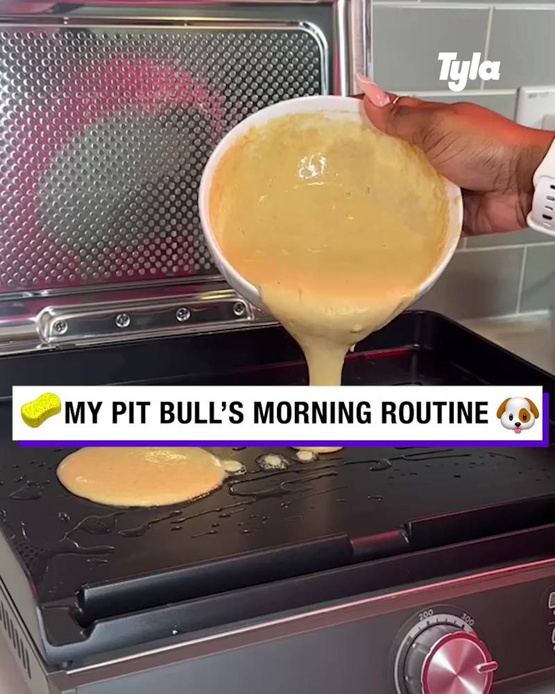 Pitbull morning routine