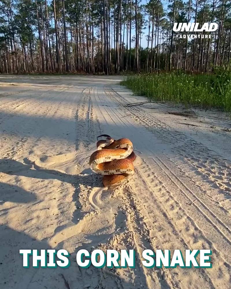 Defensive corn snake