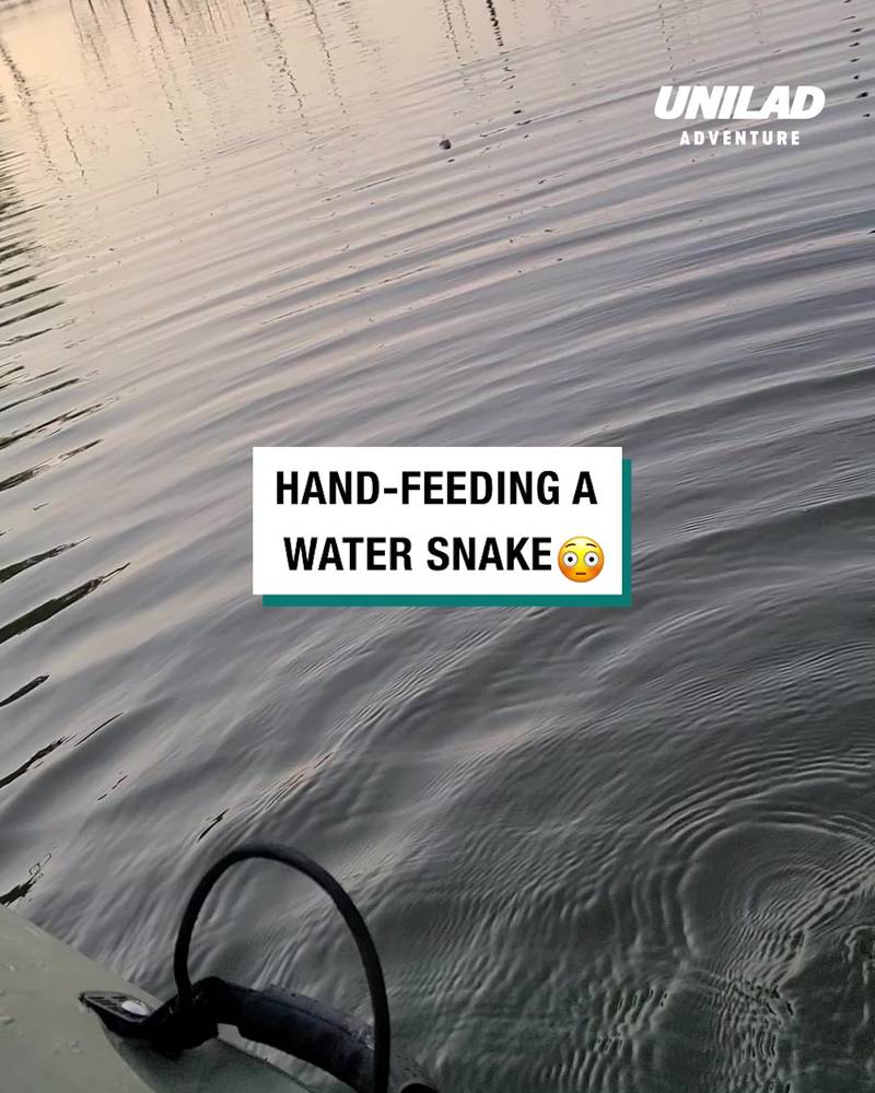 Hand feeding a water snake