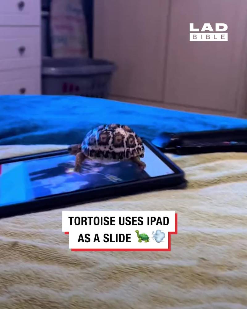 Tortoise uses Ipad as slide