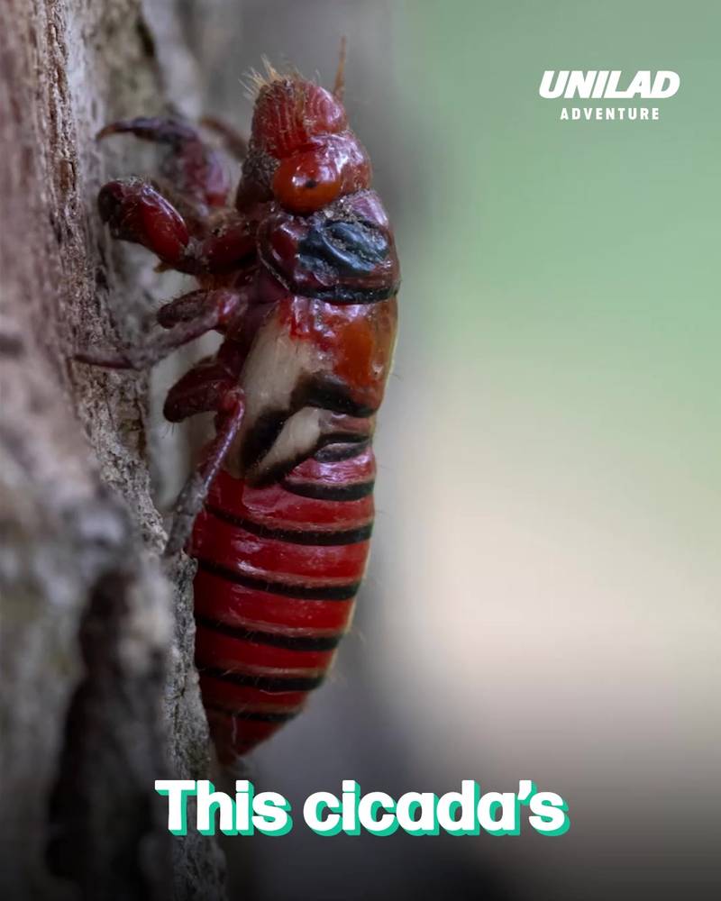 Huechys Incarnata Cicada shedding skin