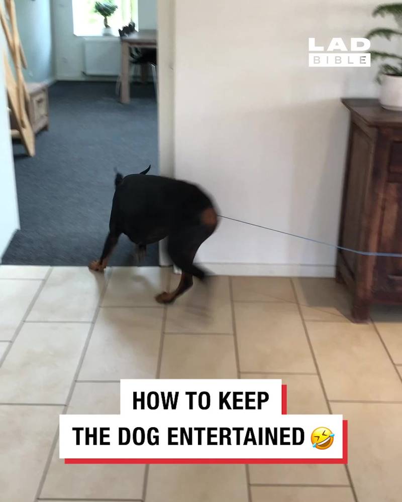 Hack to keep dog entertained