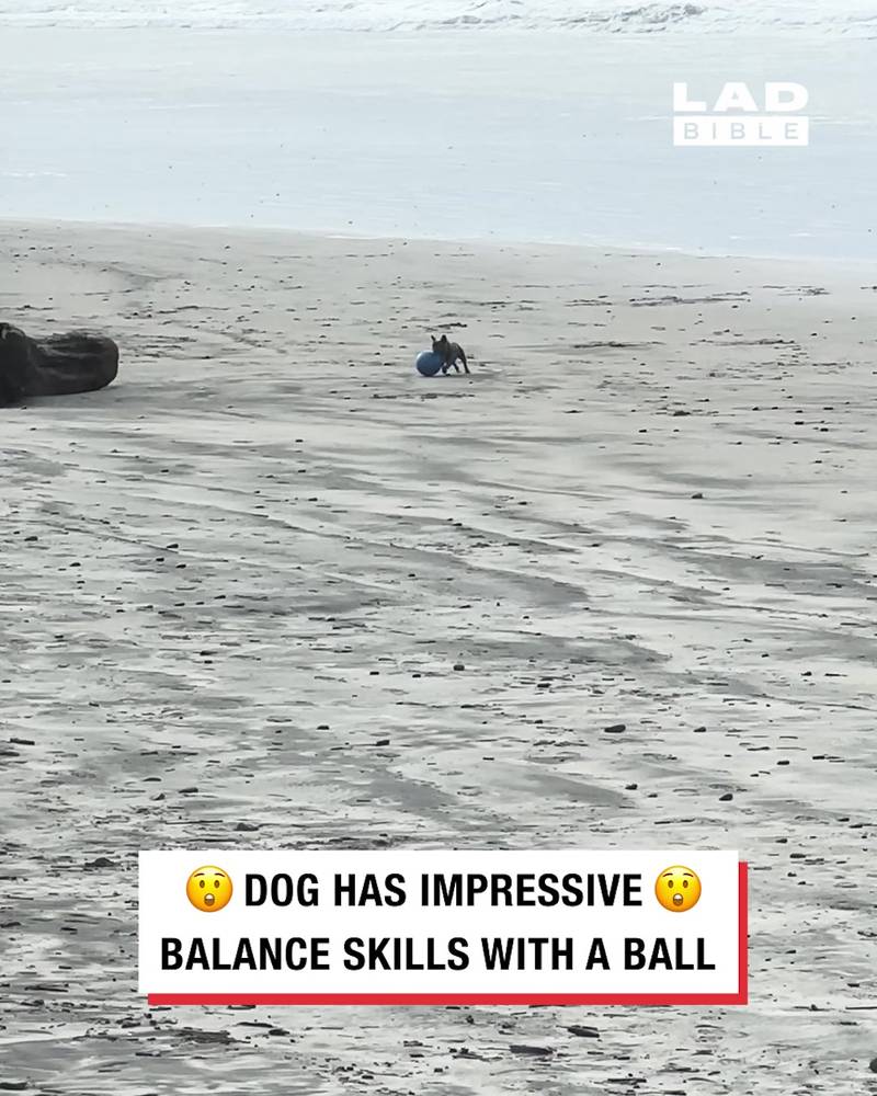 Dog has impressive balance skills with a ball