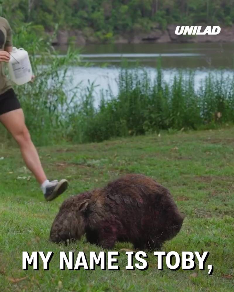 Meet the wild wombat rescuer 🥺