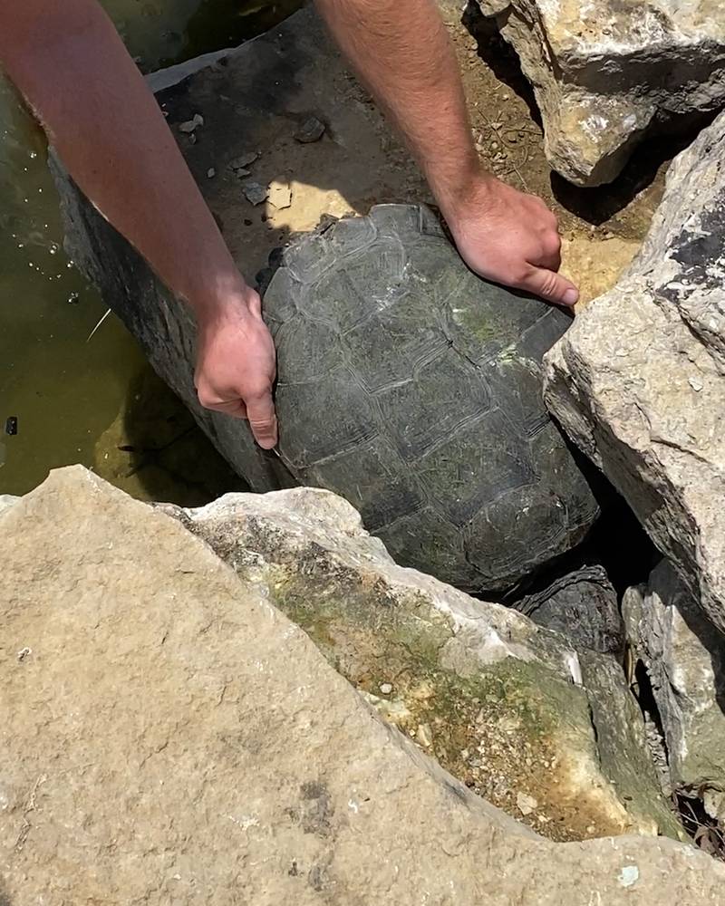 Stuck Turtle Rescued from Rocks