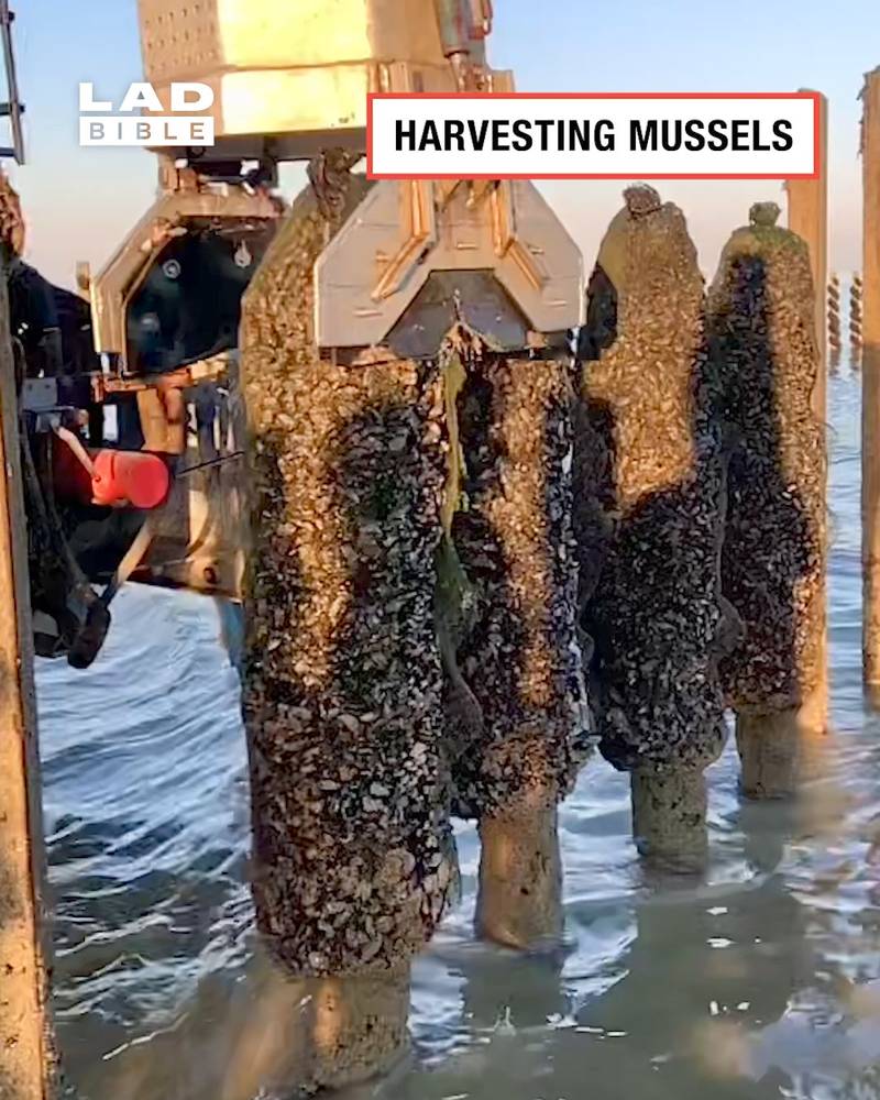 Harvesting mussels