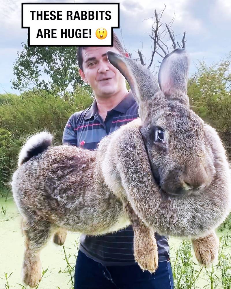 The Size of Flemish Giant Rabbits