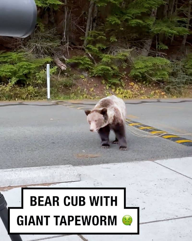 Bear Cub With Giant Tapeworm