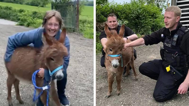 Newborn missing donkey that was stolen from farm found and brought home to mum