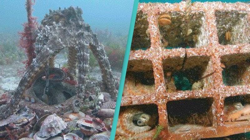 Scientists discover two underwater cities built by octopuses
