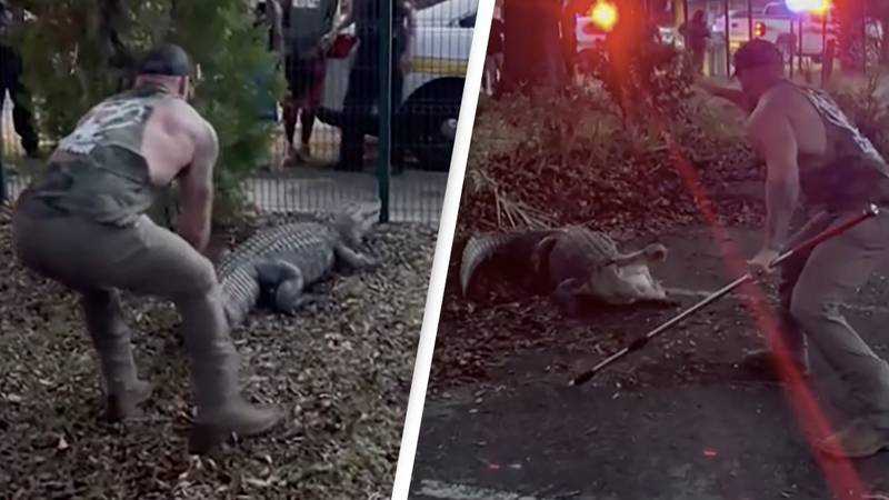 Florida MMA fighter wrestles 10-foot alligator to get it away from elementary school