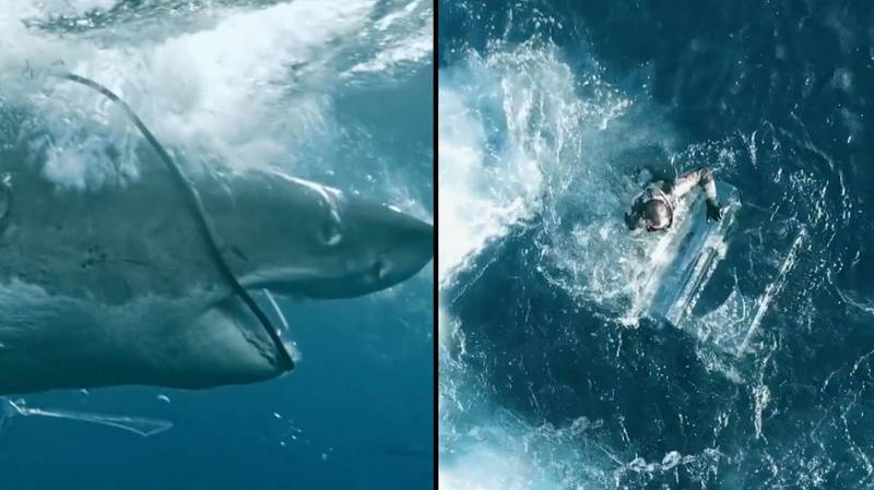 大白鲨在现实生活中的下颚时刻砸在潜水员的笼子里