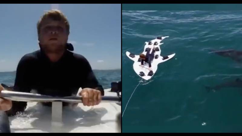 男人在14英尺鲨鱼中缠扰着可怕的“死亡实验”