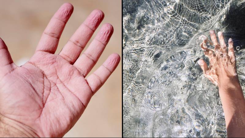 为什么人的手指进化为在水中皱纹
