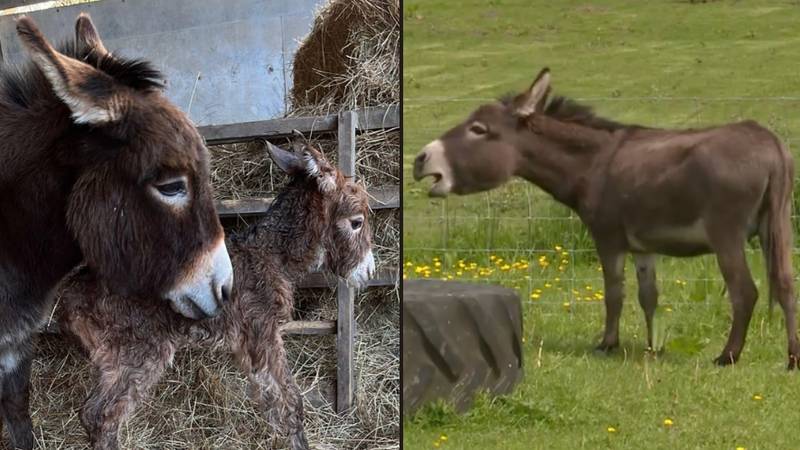 从动物农场偷来后，她的新生小马驹为“苦恼的“驴”哭泣'