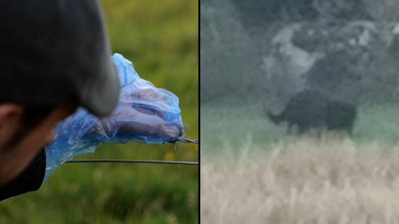 Groundbreaking new DNA evidence gives ‘definitive proof’ that big cats are prowling UK