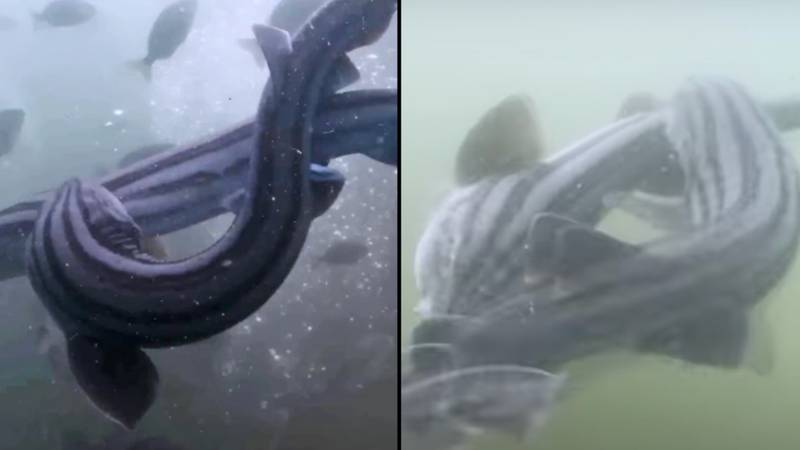外星鲨鱼性录像带将在鲨鱼周期间展示在没有见过的镜头之前