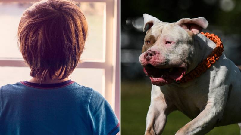 Boy who was attacked by XL bully dog now gets bullied because of his injuries, his parents say
