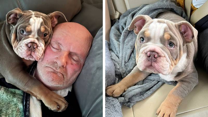 Dad has no plans on getting rid of bulldog puppy after pet ate his toe while he slept