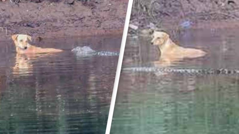 Pack of crocodiles save dog that was stranded in river instead of eating it