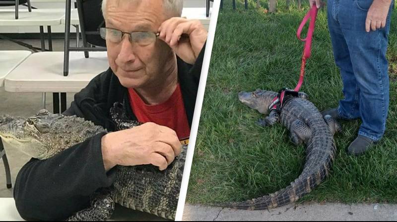 Man refused entry after bringing alligator to baseball game says they were invited